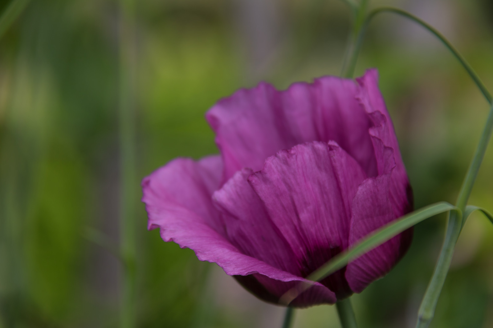 nachový, květ, květ, rostlina, mák, flóra, Blomma, Malmo, lila, slottstr dg rden, vallmo, okvětní lístek, divoká rostlina, suchozemská rostlina, kvetoucí rostlina, zblízka, makro fotografie, závod stonek