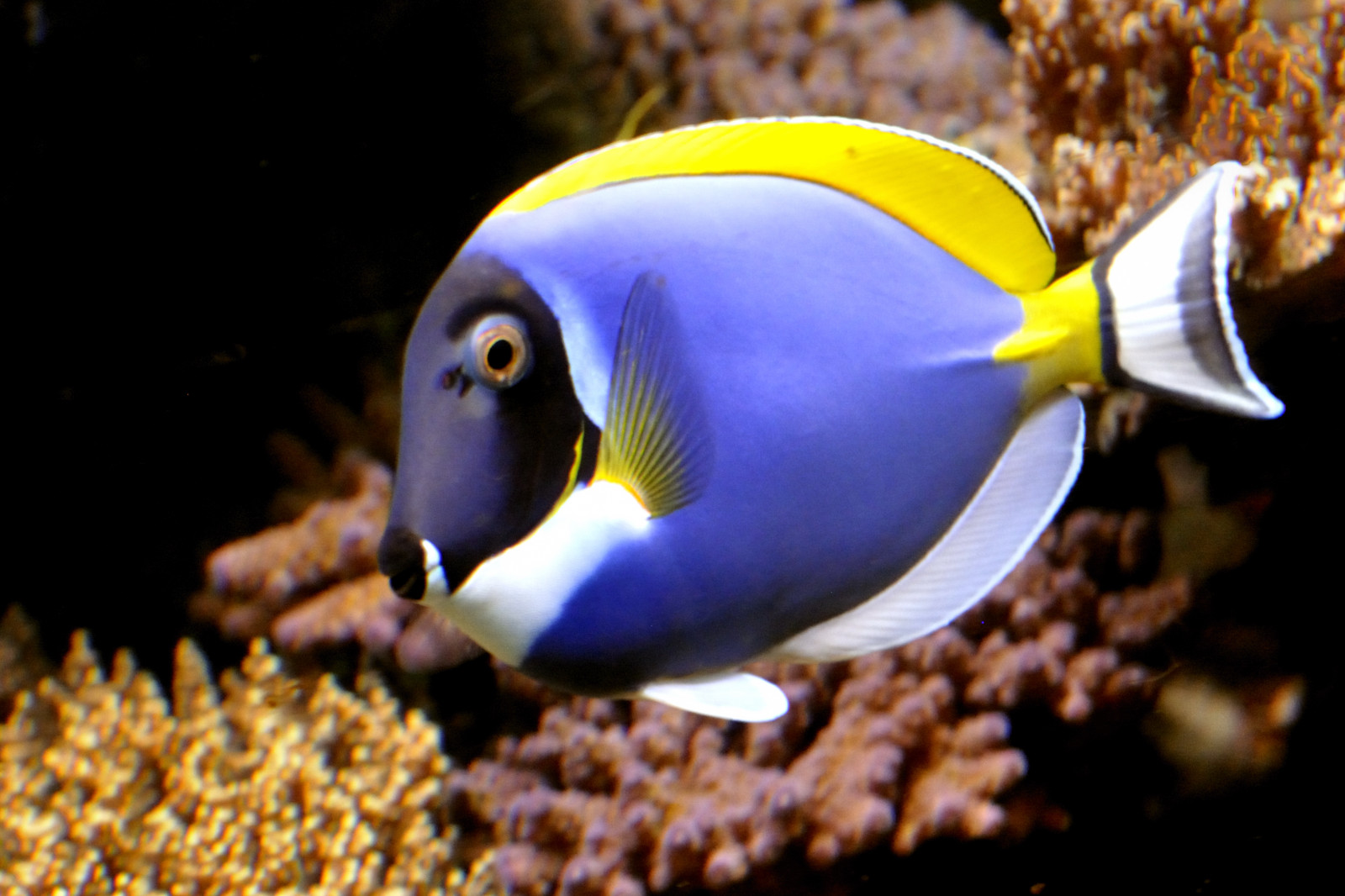 Ryba, zvíře, Německo, deutschland, zoologická zahrada, Nikon, Německo, D300, bodloků, doktorfisch, 70200mmf28vr, pazifikweiskehldoktor