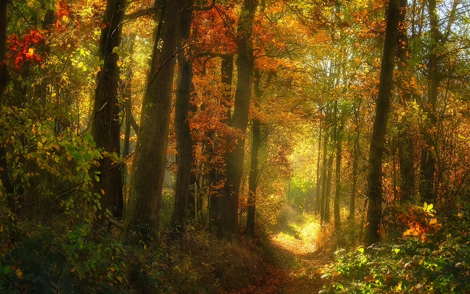 lumière du soleil, des arbres, paysage, forêt, tomber, feuilles, la nature, branche, Arbustes, région sauvage, jungle, chemin, forêt tropicale, arbre, l'automne, feuille, saison, végétation, des bois, habitat, environnement naturel, Phénomène atmosphérique, caractéristique géographique, Écosystème, Forêt de conifères tempérés, Biome, Forêt ancienne, Forêt tempérée et forêt mixte, à feuilles caduques