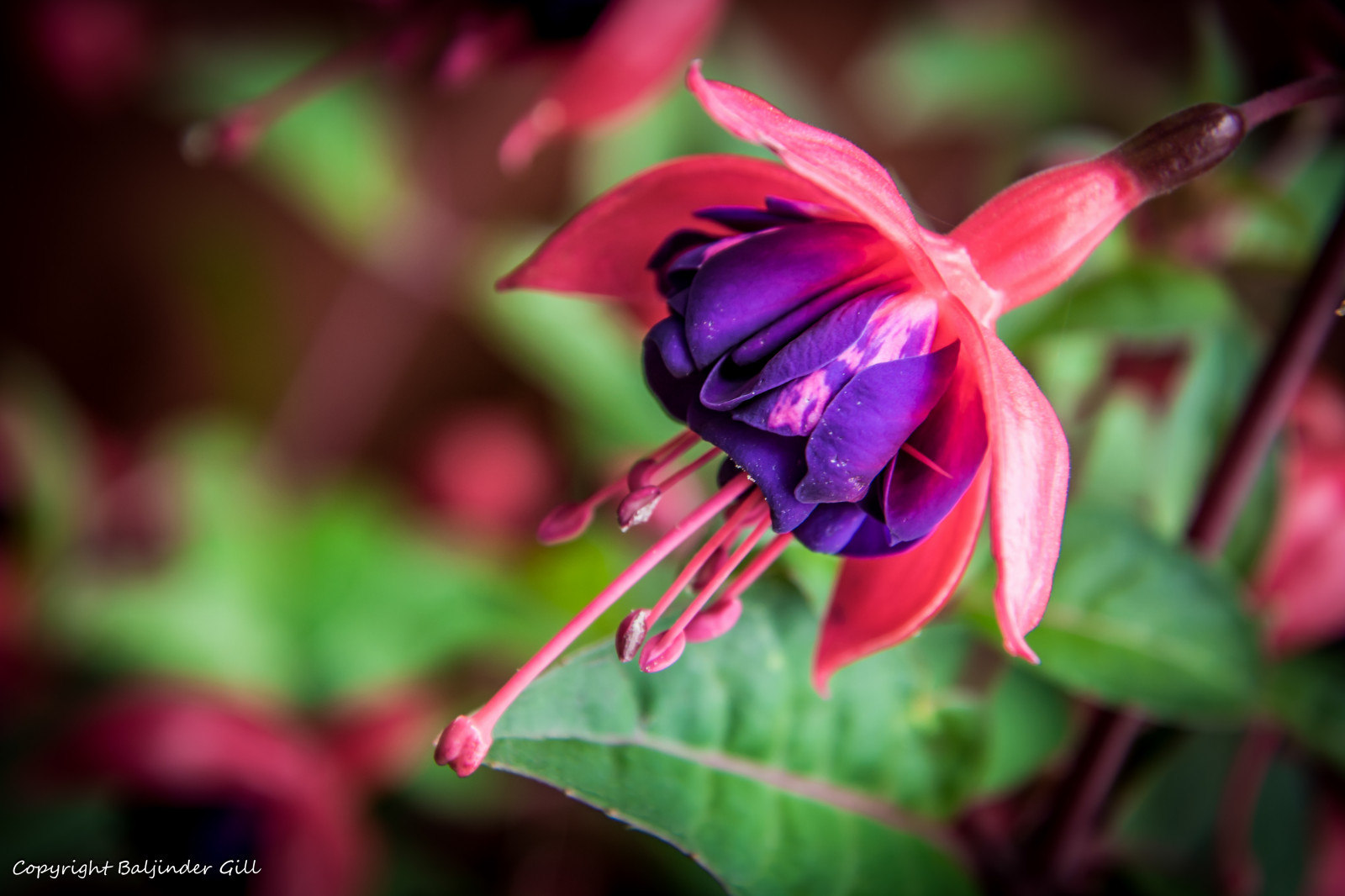 rózsaszín, virágok, virág, makró, zöld, természet, közelkép, Nikon, lila, Bradford, bokeh, Fushia, singleflower, listerpark, macroflower, flowerscolour
