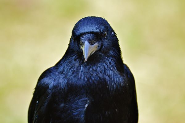 raven,bird,beak
