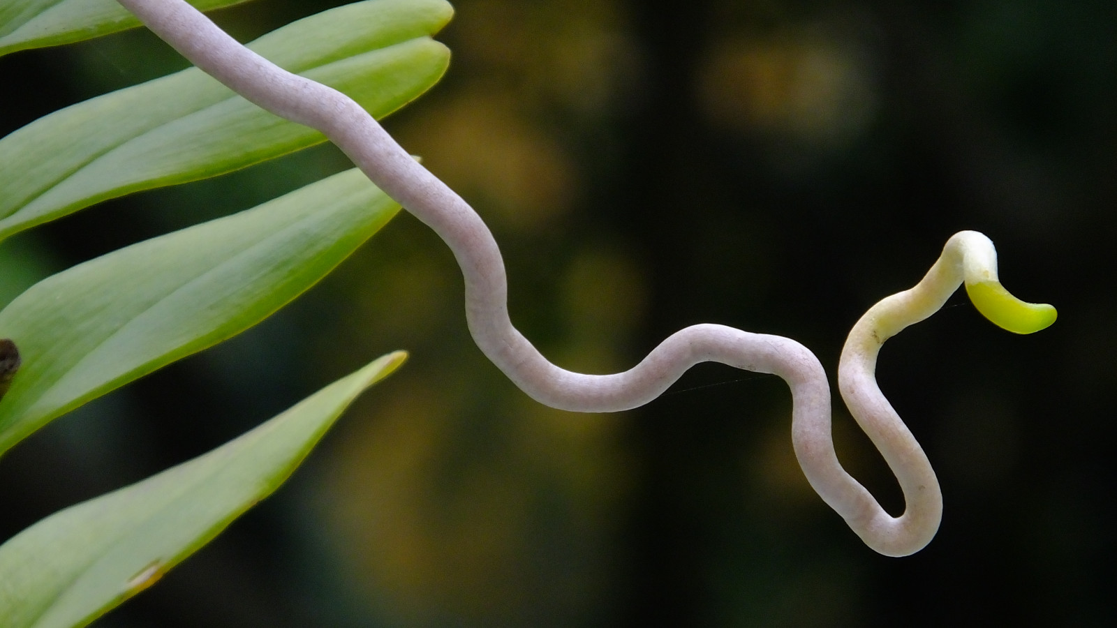 persone, bianca, gatto, cosplay, modello, sport, buio, notte, rosso, viola, serpente, verde, Canone, arancia, Nikon, Natale, rosa, 2015, contento, primavera, Bambola, animale domestico, ragno, Catturare, Idolo, superiore, serpente, tiro, ARTE, leggero, bellissimo, viaggio, fiore, bella, giorni, tempo metereologico, grande, pianta, uccello, ragazza, naturale, bene, foto, flora, signora, gioco, peole, p, stella, Stupefacente, luogo, Granchio, rettile, posto, caldo, meravigliarsi, immagine, Hong Kong, perfezionare, d, premio, avvicinamento, fotografia macro, staminali vegetali, ph, organismo, colpire, mostrato, aminal, Portrail, tavel, lcoation, prefetto, meschino