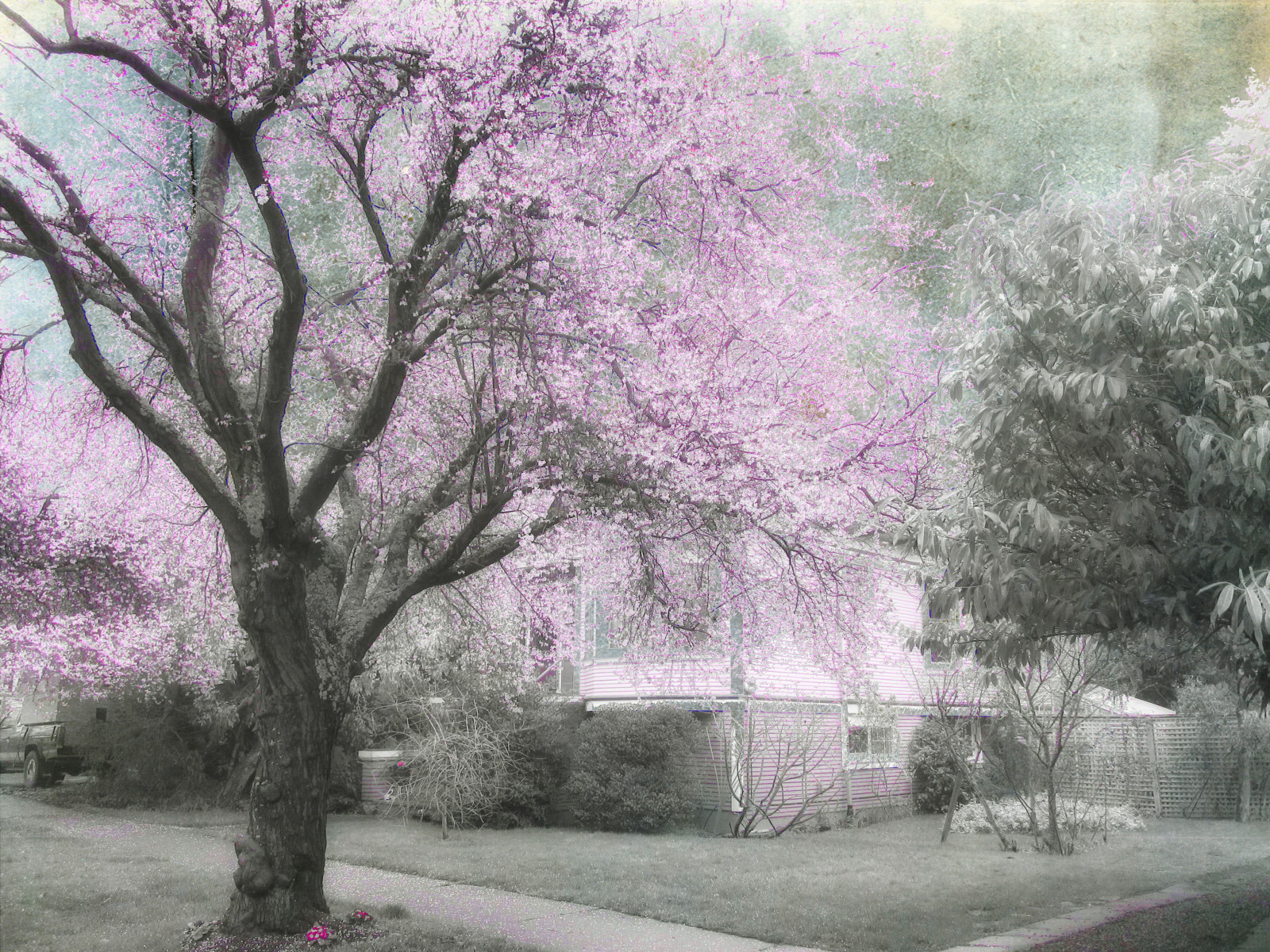 strom, květ, květ, růžový, dřevina, jaro, nachový, větev, rostlina, Třešňový květ, nebe, zima, list, slunečnímu záření, krajina