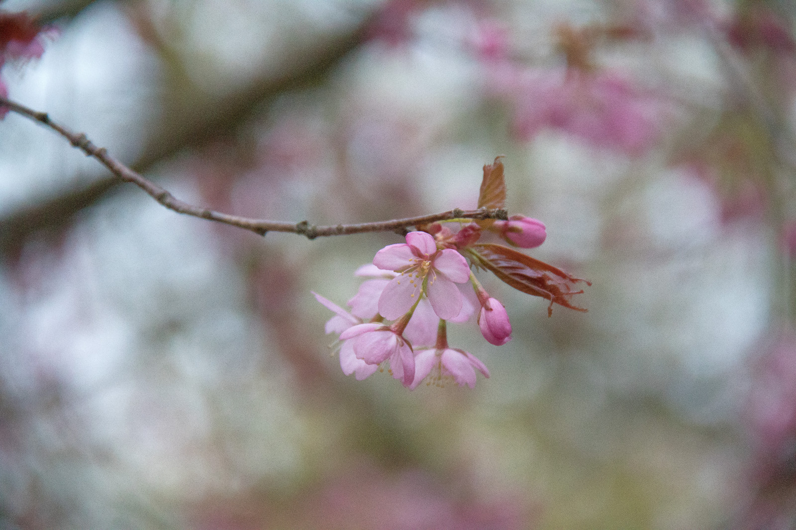 větev, Třešňový květ, květ, růžový, jaro, strom, list, květ, rostlina, sezóna, flóra, Blomma, Trelleborg, exif modelu canoneos760d, geocountry, Kamera aby kánon, geocity, Model fotoaparátu canoneos760d, geostate, geolocation, EXIF čočka efs18200mmf3556is, EXIF otvor 56, exif focallength 200mm, exif aby kánon, exif isospeed 4000, okvětní lístek, rosa, větvička, vyrobit, botanika, suchozemská rostlina, kvetoucí rostlina, zblízka, makro fotografie, závod stonek, růže rodina