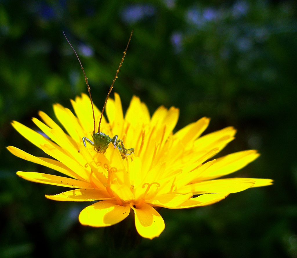 divoký, Příroda, žlutý, hmyz, keř, ngc, kriket, nymfa, tettigoniidae, anténa, tykadla, insetto, tarassaco, insecta, Tettigonia, Tarassacum