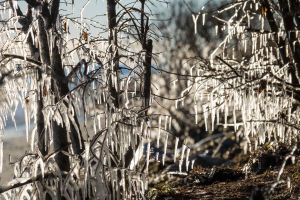 forest,nature,snow,winter,branch,ice