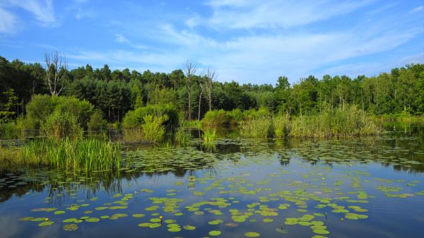 lake,arboretum,landscape,forest,Poland,pine trees