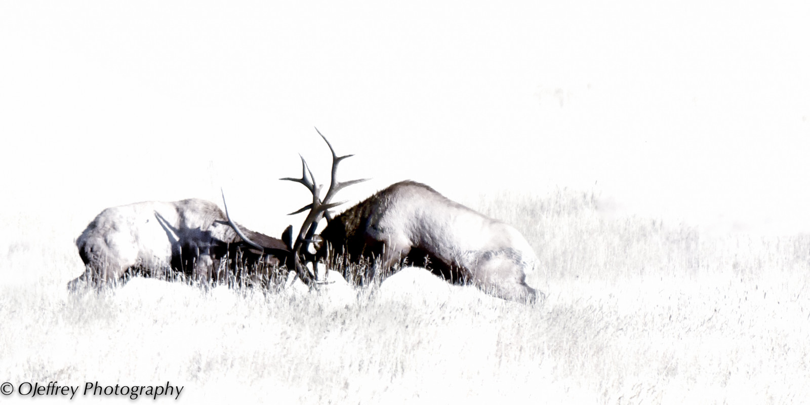 Wallpaper : drawing, animals, wildlife, bison, elk, Nikon, tundra, bw ...