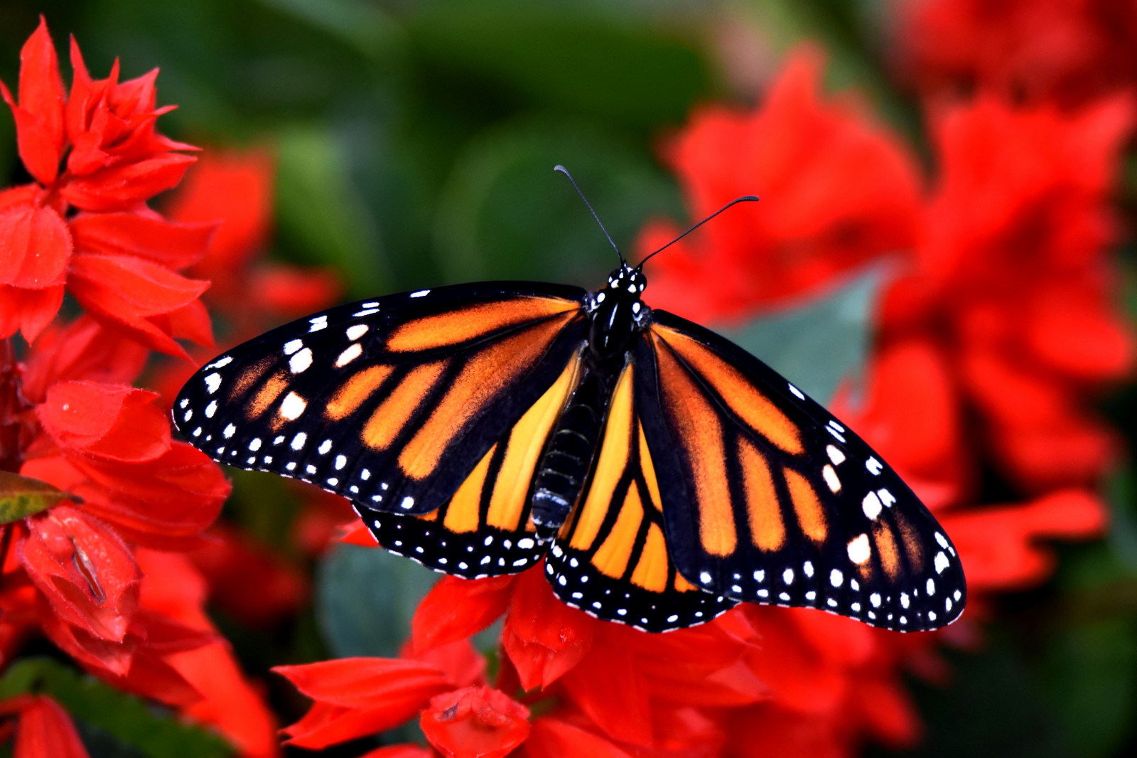 barvitý, Černá, zahrada, Příroda, Červené, motýl, hmyz, vzor, oranžový, štěnice, Florida, zadní dvorek, Tampa, květ, okvětní lístek, Monarcha, poutník, makro fotografie, bezobratlý, členovců, Nymphalidae, nektar, opylovači, můry a motýli, motýl monarcha, Pieridae, štětec footed motýl, flyinginsect, Thornburgh, Monarchdanausplexippus, Mléčné knedlíky, Commontigerbutterfly, Černá, Salvia