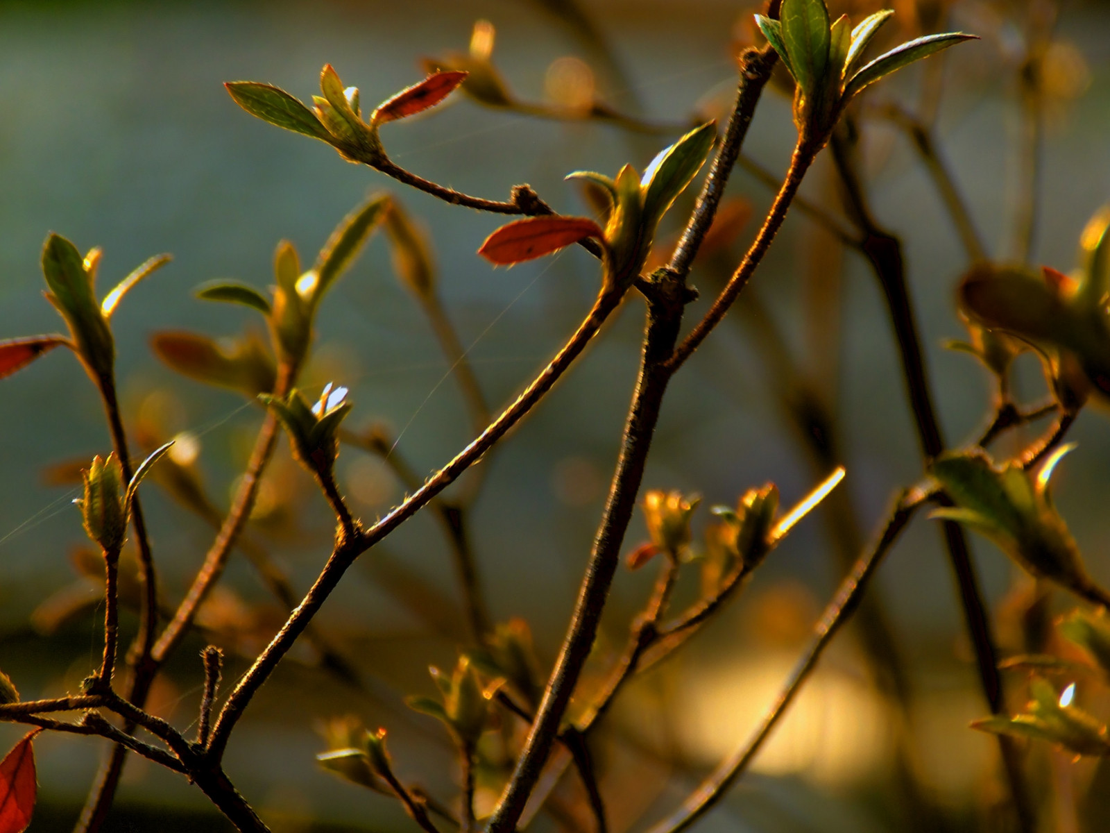 slunečnímu záření, Příroda, rostliny, makro, větev, zelená, žlutý, HDR, květ, větvičky, světlo, strom, podzim, list, květ, rostlina, sezóna, flóra, divoká rostlina, 2592x1944 px, větvička, botanika, dřevina, zblízka, keř, makro fotografie, trny trny a trny, závod stonek