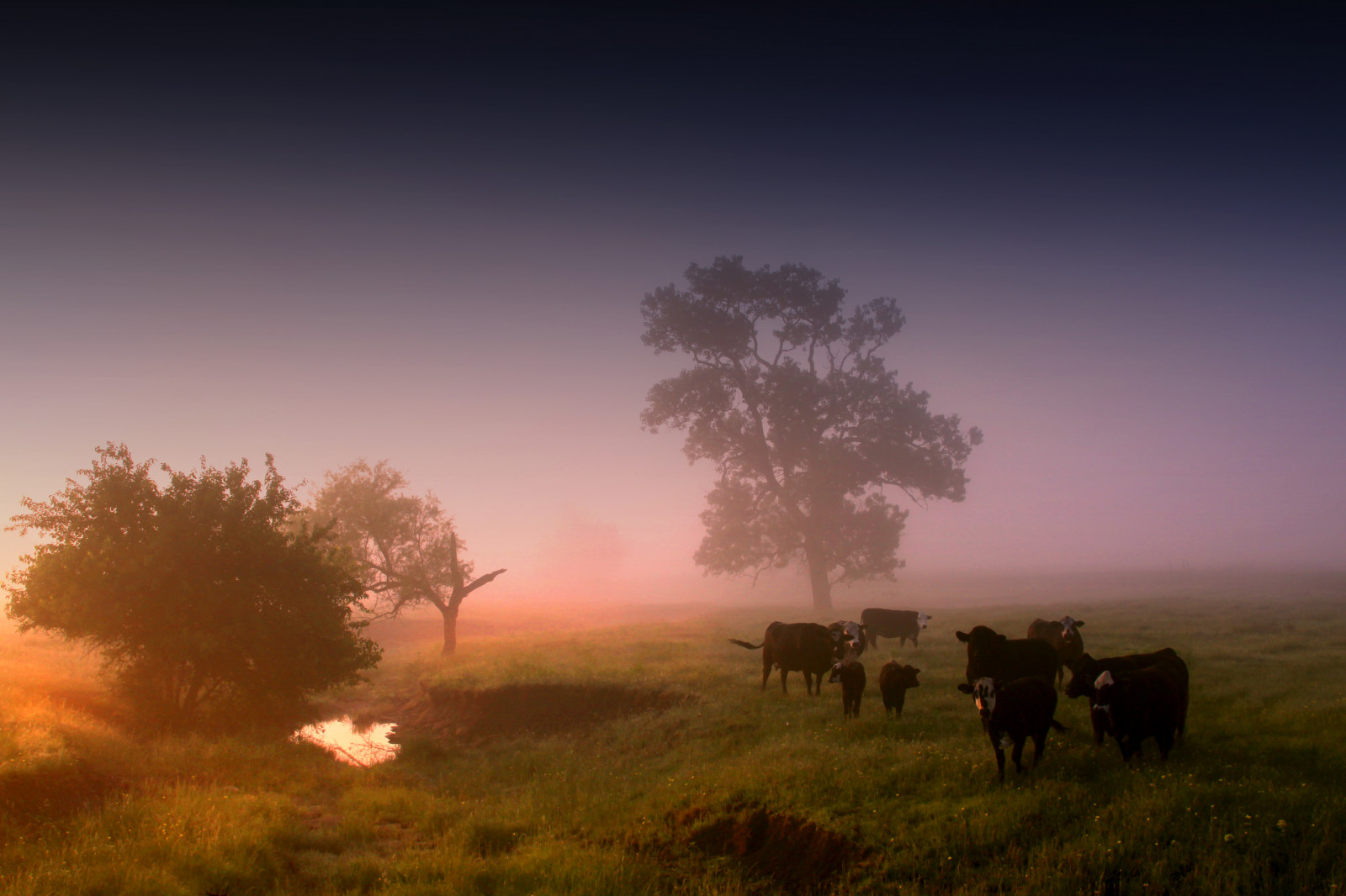 แสงแดด, ต้นไม้, แนวนอน, เนินเขา, ธรรมชาติ, หญ้า, ท้องฟ้า, ฟิลด์, พระอาทิตย์ขึ้น, ตอนเย็น, เช้า, หมอก, สัตว์ป่า, Canon, ขอบฟ้า, บรรยากาศ, อุทยานแห่งชาติ, พลบค่ำ, ชนบท, สนธยา, บริภาษ, ชนบท, พระ, เบา, ประเทศ, เมฆ, ต้นไม้, หมอก, รุ่งอรุณ, ทุ่งหญ้า, ปศุสัตว์, วัว, ทุ่งเลี้ยงสัตว์, tx, วัว, ทุ่งหญ้า, วัว, ที่ราบ, น่าทึ่ง, abigfave, ทัศนียภาพ, theunforgettablepictures, mygearandmeplatinum, mygearandmediamond, supershot, ทุ่งหญ้า, photoblog, lonestarstate, northtexas, Centraltexas, themagichour, hillcountytexas, Hillcounty, thegoldenhour, northcentraltexas, สุนทรียะ, breathtakinggoldaward, breathtakingoffoffame, เขตชนบท, วอลล์เปเปอร์คอมพิวเตอร์, ระบบนิเวศ, สะวันนา, ปรากฏการณ์, อีโครีเจียน, Peoria, peoriatexas, 051610peoriatexastexas, 051610peoriatexas