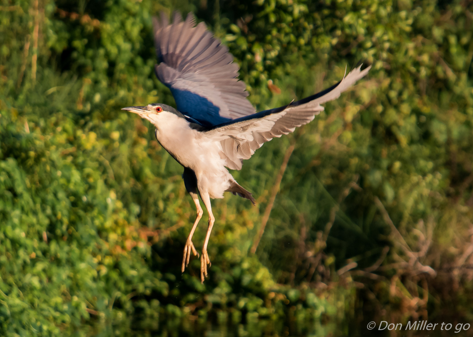 fugle, natur, udendørs, dyreliv, næb, Florida, fugl, Fuglekiggeri, BIF, venicerookery, onawalk, rookery, nightheron, hejre, D5500, vinge, fauna, hvirveldyr