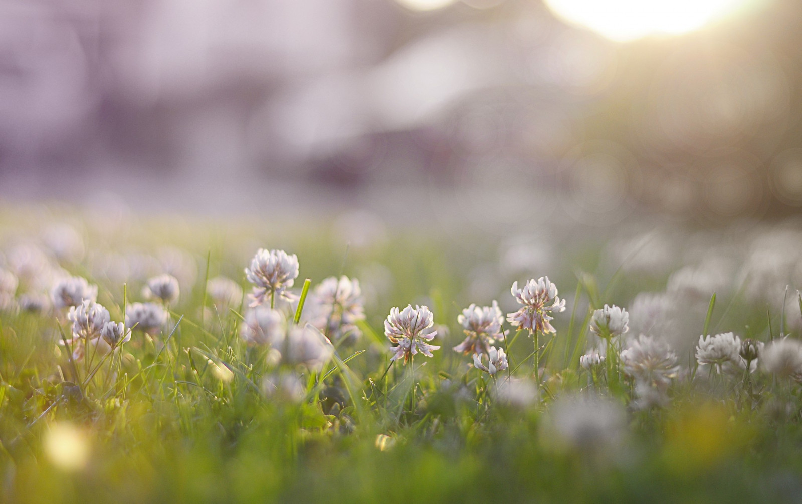 แสงแดด, ดอกไม้, ธรรมชาติ, หญ้า, พืช, ฟิลด์, การถ่ายภาพ, แมโคร, สาขา, สีเขียว, เช้า, เบ่งบาน, ใบไม้, ดอกไม้, ทุ่งหญ้า, ปลูก, พืช, กลีบดอก, ทุ่งหญ้า, ดอกไม้ป่า, ทุ่งหญ้า, พืชดอก, ใกล้ชิด, การถ่ายภาพมาโคร, ครอบครัวหญ้า