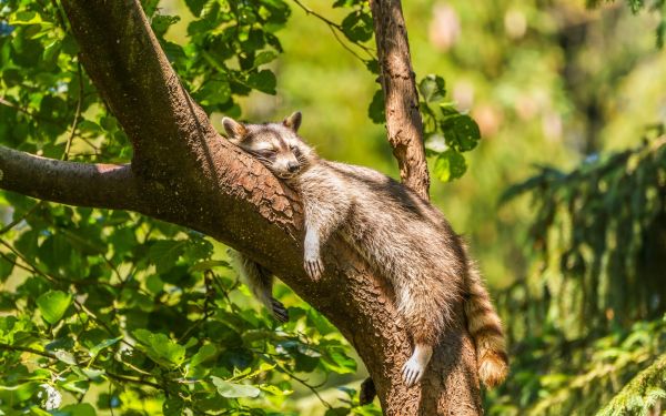 animals, squirrel, branch, forest, wildlife, jungle