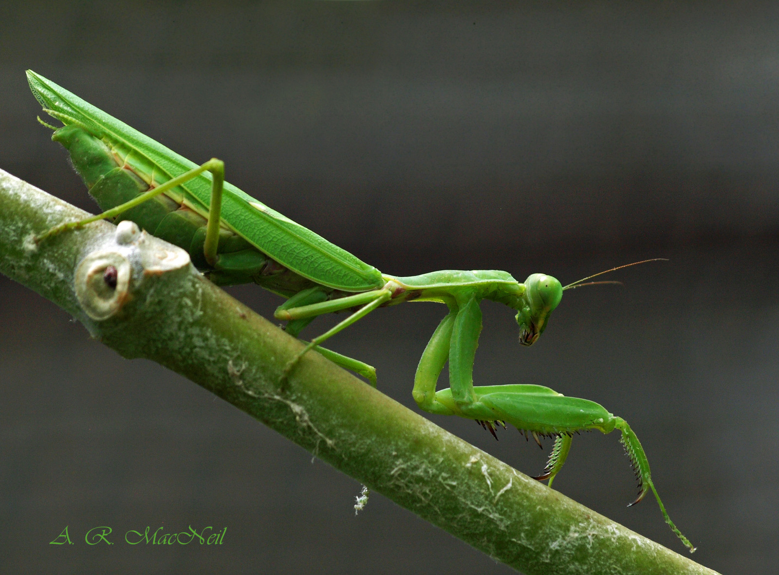 Příroda, profil, makro, kudlanka, hmyz, zelená, Volně žijících živočichů, tropický, saranče, Hawaii, Olympus, Maui, kobylka, mygearandme, Monarcha, dravec, kudlanka nábožná, škůdce, makro fotografie, závod stonek, bezobratlý, členovců, organismus, Kaanapali, olympusdigitalcamera, Koruna, Tropicalinsect