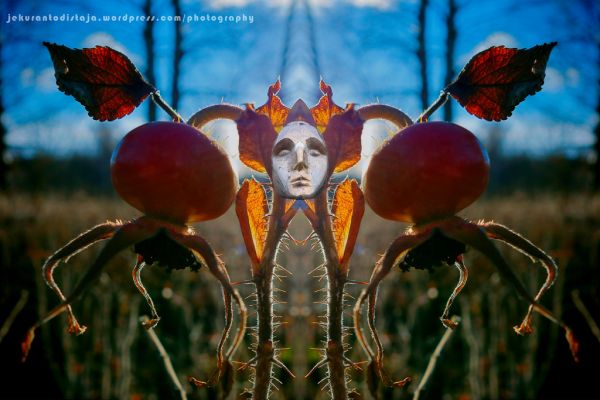 face, fall, leaves, abstract, nature, reflection