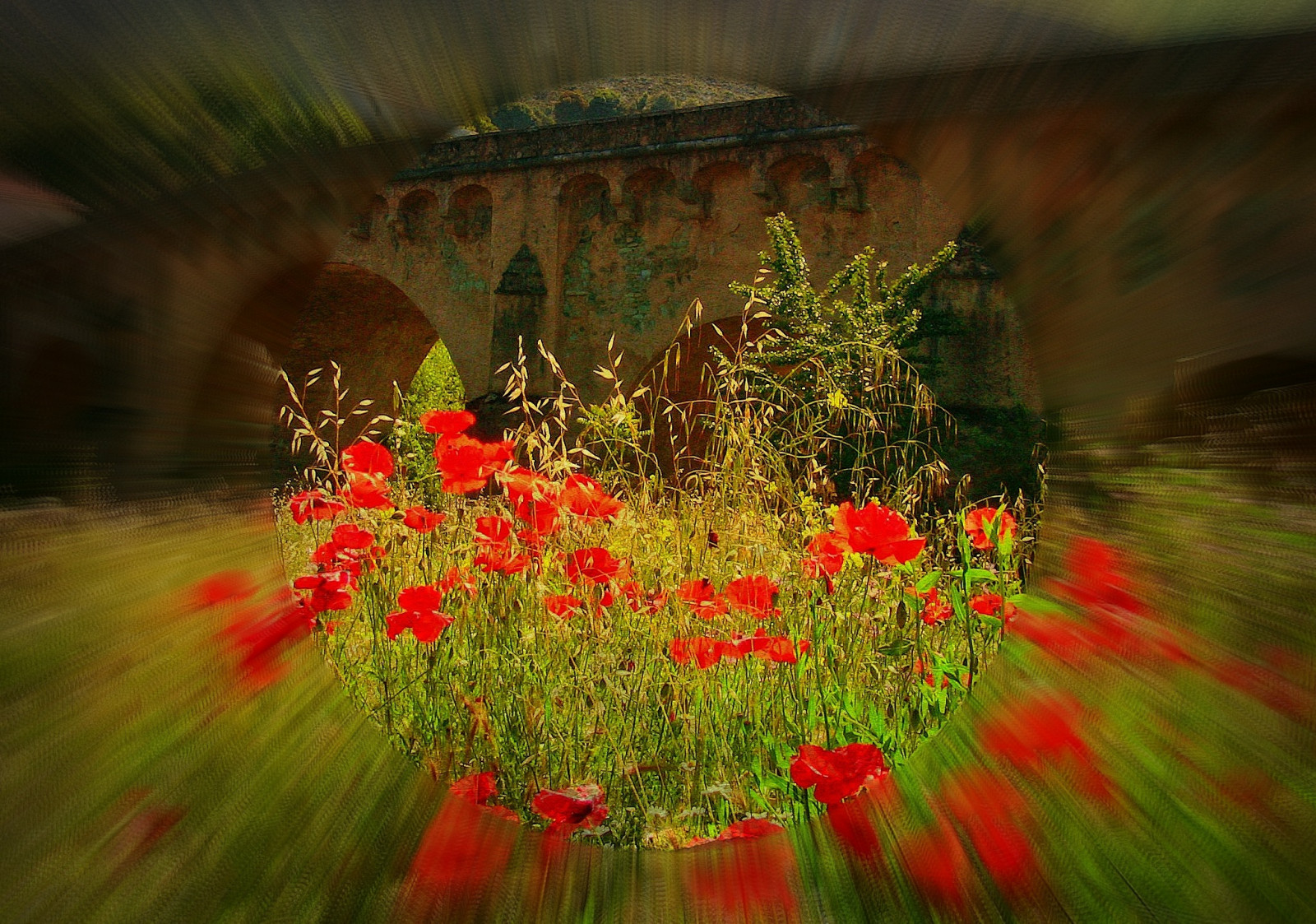 cestovat, rostliny, Francie, flores, květ, barva, barva, Příroda, květ, krajina, reisen, flóra, Frankreich, květ, corse, Urlaub, natur, flor, Korsika, Pflanzen, blumen, paisaje, Barvy, ponte, Insel, prozkoumat, blume, Landschaft, ostrůvek, isola, plavby, bloem, bl deset, korsika, Flori, Akdeniz, leccia, popies, naturalezza, corsicaisland, roba66