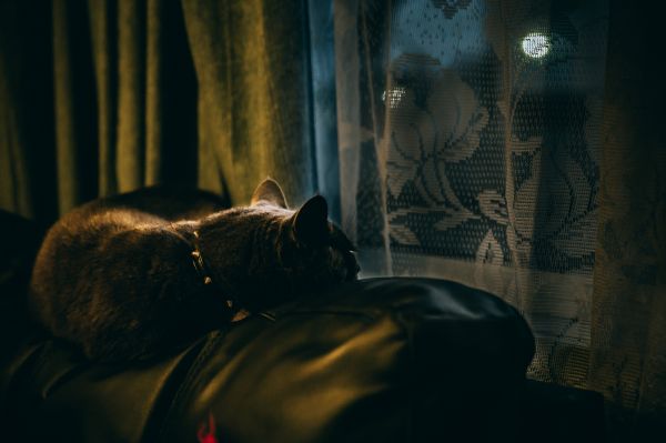 quote,cat,animals,window,dark,night