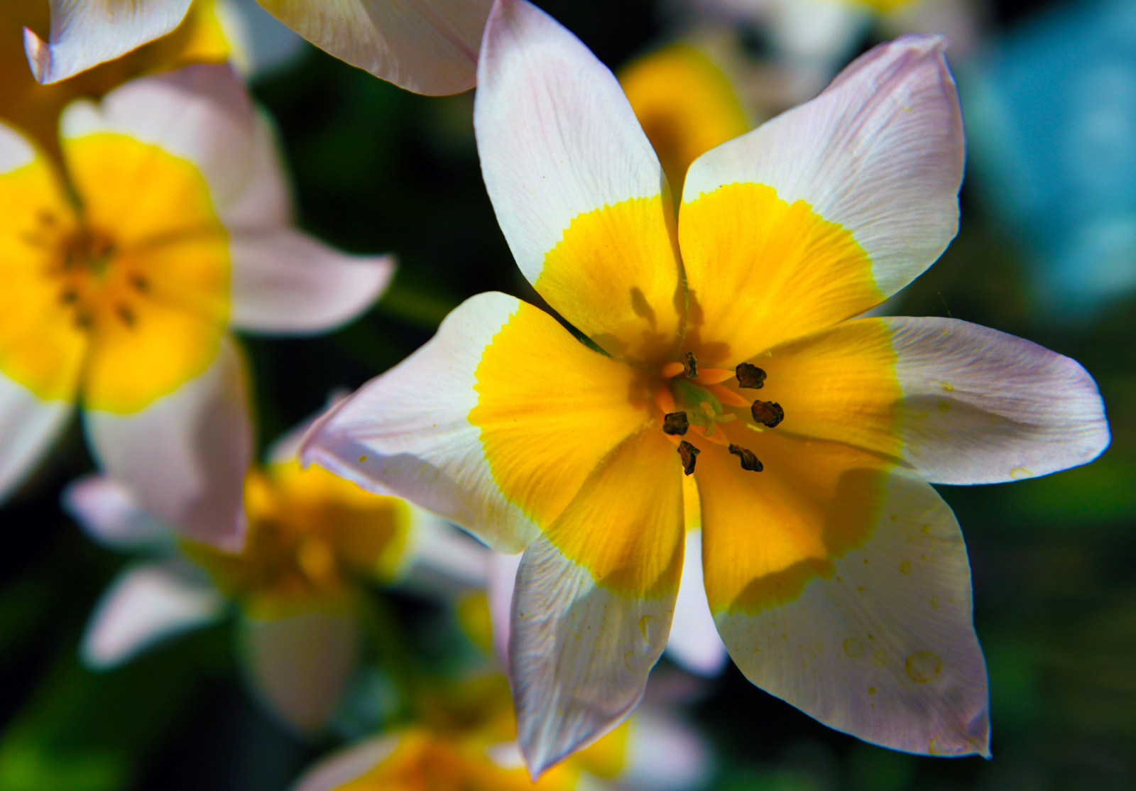 Wallpaper flowers, Italy, yellow, pollen, blossom, spring, flower