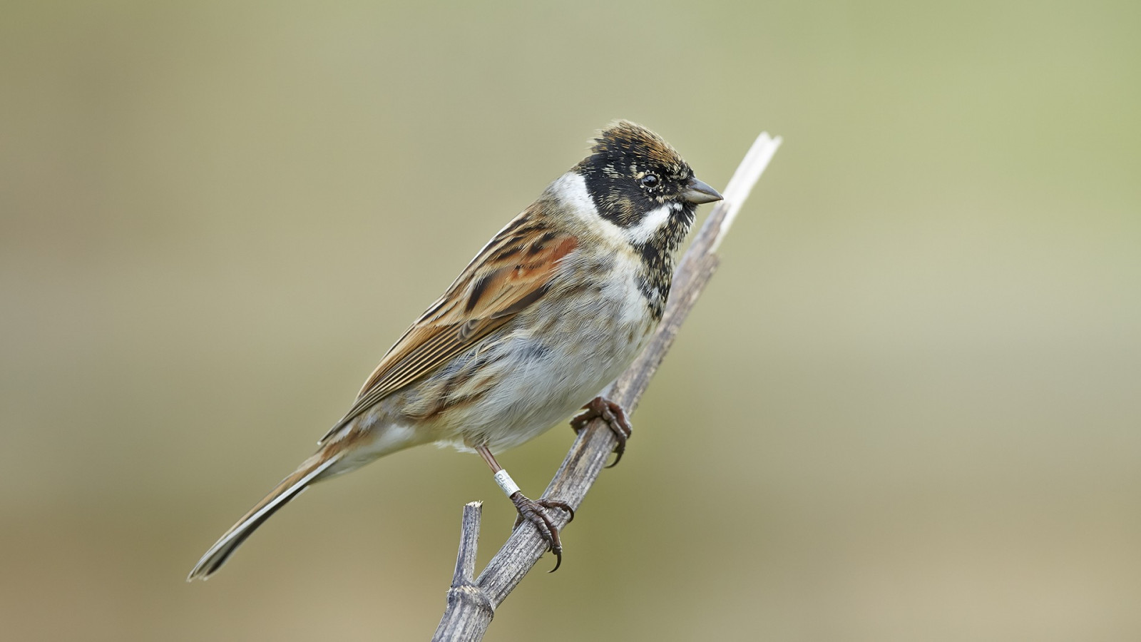 ptactvo, zvěř, větev, Volně žijících živočichů, zobák, Vrabec, pták, pěnkava, křídlo, fauna, 1920x1080 px, prohlížení pták, obratlovců, zblízka, Brambling, Emberizidae, střízlík, vrabec, strnad zahradní, dům pěnkava