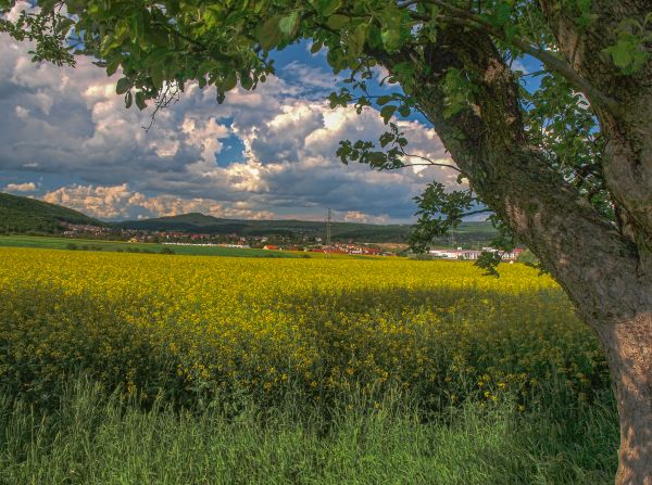 Olympus,clouds,rape,brno,HDR,medl nky