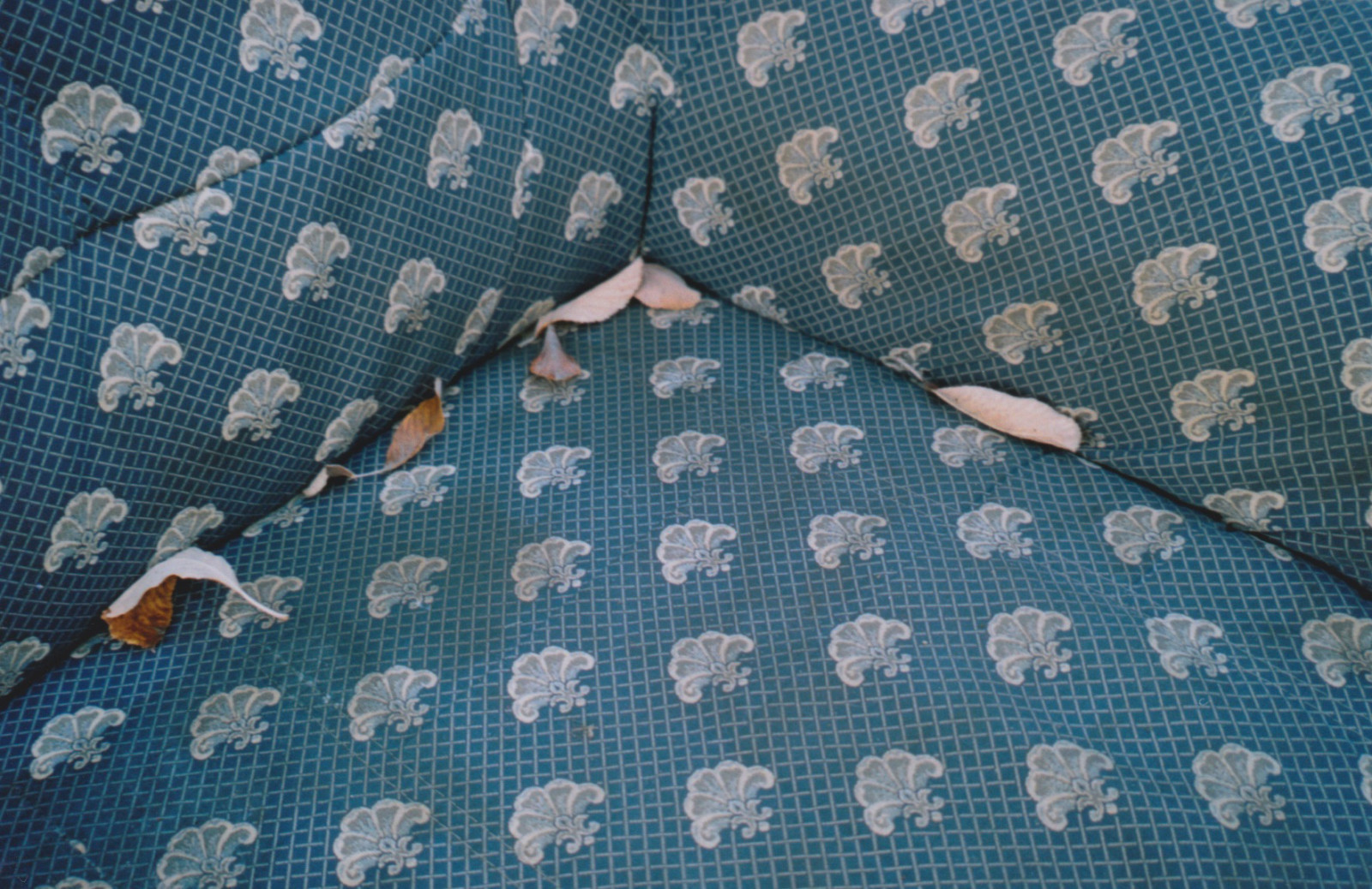 Film, Blätter, Analoge, Gefunden, Muster, Ishootfilm, Retro, Couch, 35mmfilm, Analogphotographie, Filmfotografie, Filmisnotdead, Dingren