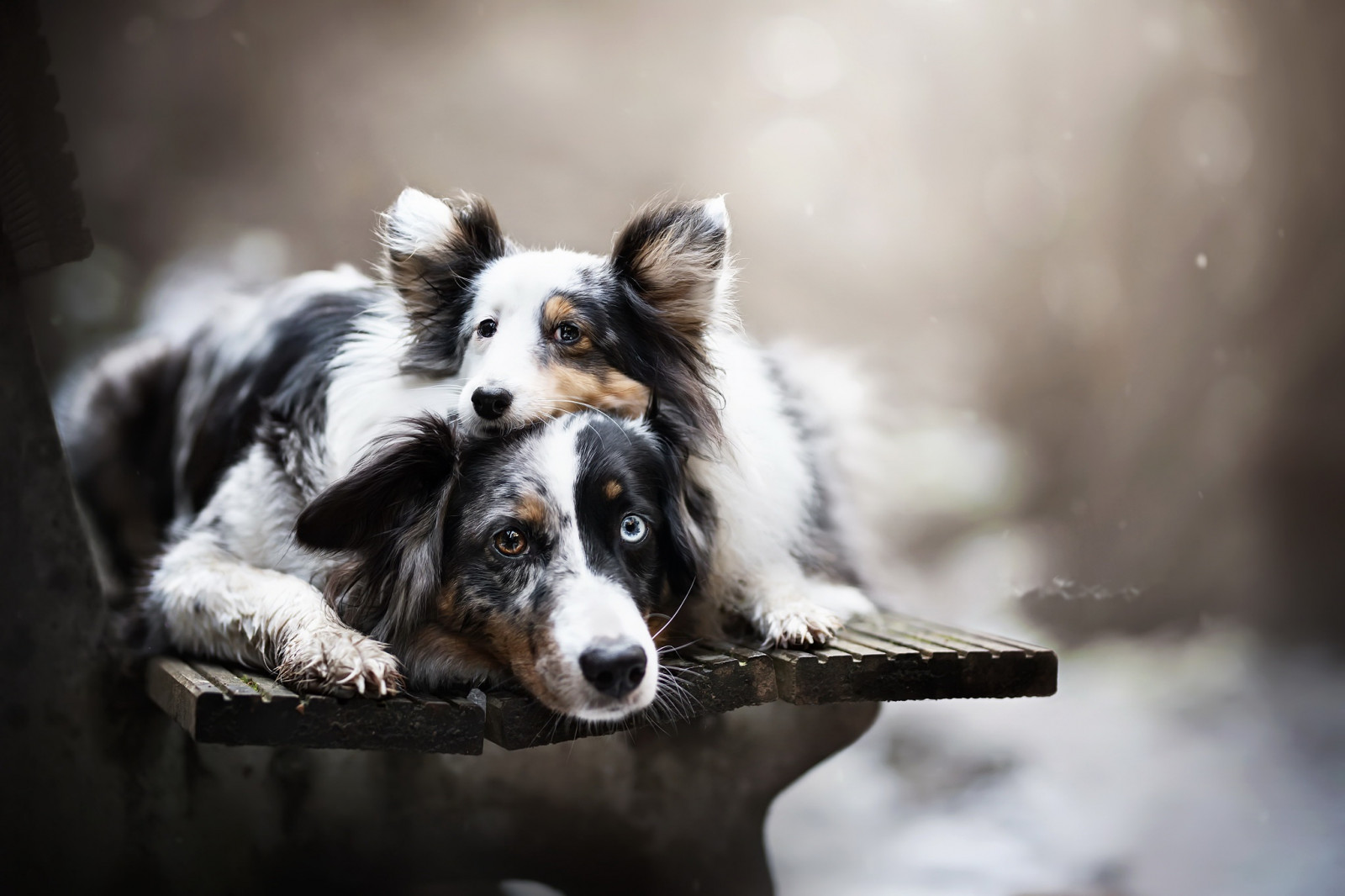 วอลเปเปอร์ : หมา, สัตว์ 2048x1365 - WallpaperManiac - 1310961 - วอลเป ...