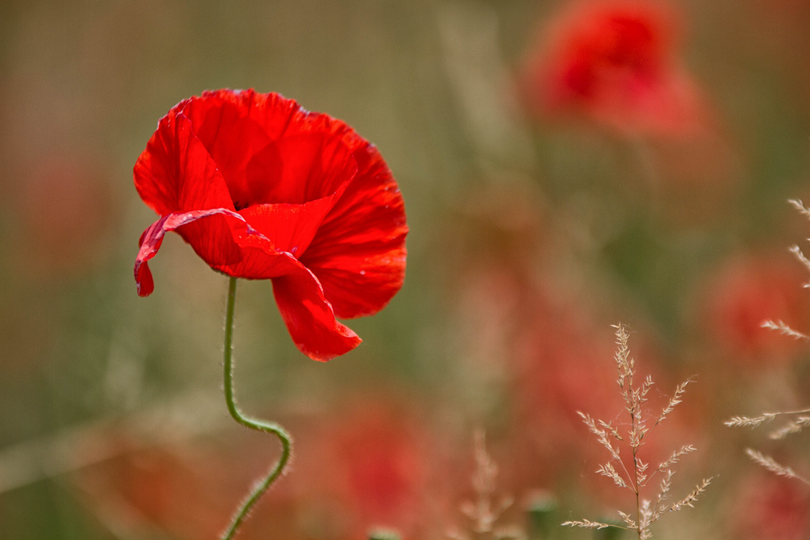 blomster, rød, natur, bokeh, Milano, forfængelighed, græsplæne, natura, Campagna, valmue, valmuer, fiori, antonio, rosso, Prato, Lombardia, Papaveri, Pianura, papavero, Padana, vanit, sancolombanoallambro, mat56, Romei