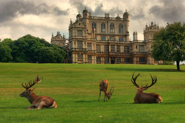 dark, trees, landscape, deer, animals, old