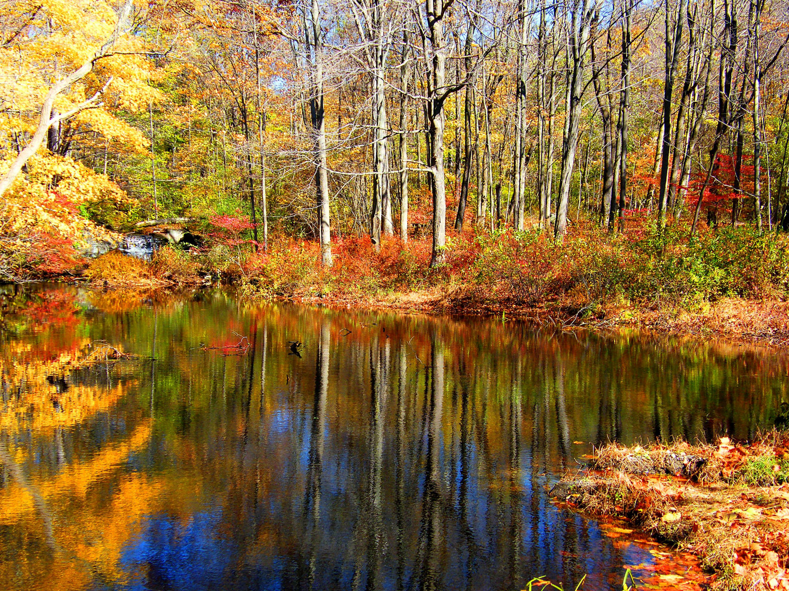 park, podzim, stromy, odraz, strom, podzim, Příroda, voda, barvy, listy, automne, catchycolors, zahrada, botanický, list, barvitý, proud, barvy, seasons, přírodní, fallcolors, Herbst, autumncolors, čtyři období, odlesky, autunno, podzimní, colorexplosion, 4Seasons, Otono, s gis, Skylands, AHORN, naturephotos, jesień, natureimages, jesiennie