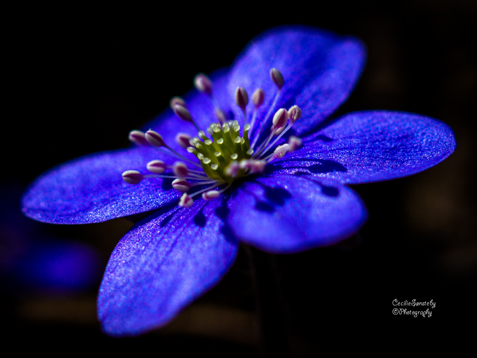 květiny, modrý, květ, makro, Oslo, detailní, Kánon, Lístky, nachový, bokeh, ngc, smět, okvětní lístek, Sasanka, Bygd y, markiii, ef100mm, macro100mm, anemonehepatica, canon5dmarkiii, ef100mmf28lmacroisusm