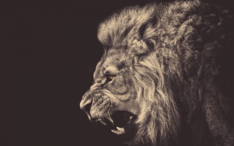 drawing, illustration, monochrome, lion, head, sculpture drawing, illustration, monochrome, lion, head, sculpture