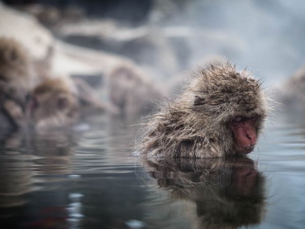 Japan, snow, monkey, wildlife, Nagano, 50mm