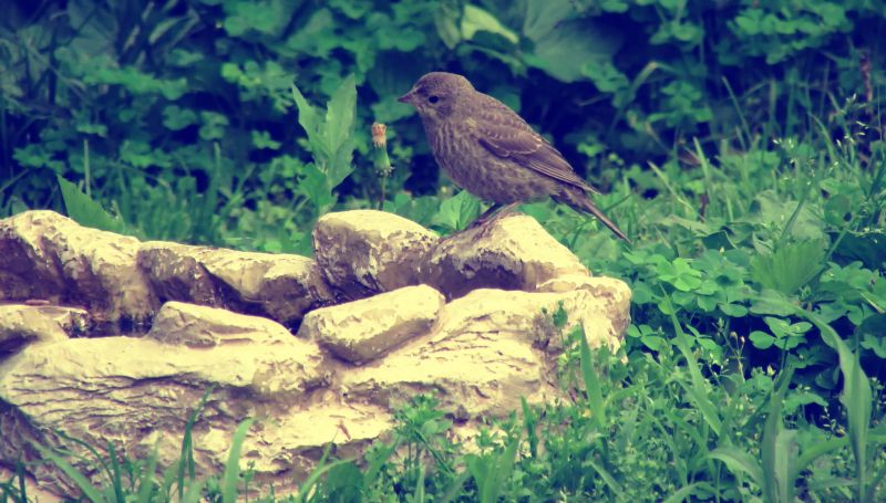 uccelli, natura, erba, pietre, natura, animali