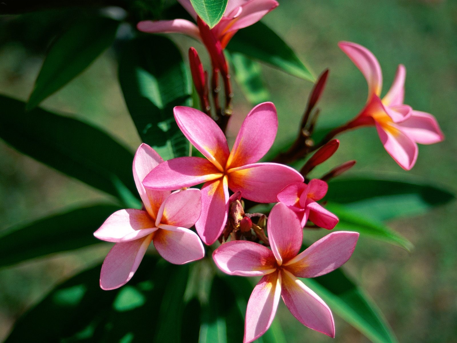 křoví, květ, Plumeria, Ostrost, květ, rostlina, flóra, okvětní lístek, divoká rostlina, kvetoucí, botanika, suchozemská rostlina, kvetoucí rostlina, makro fotografie, zelenina
