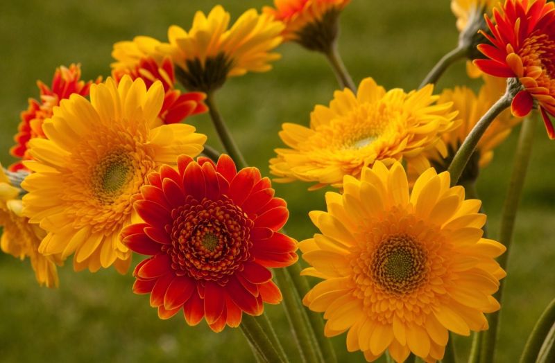 Flores,ramo,borrón,Gerbera