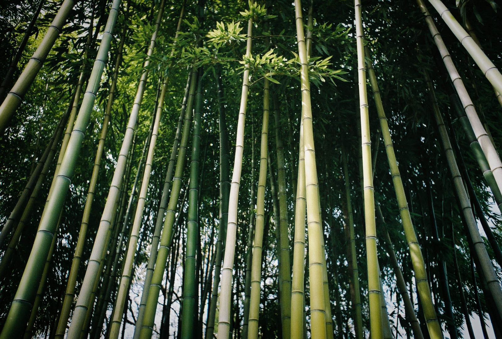 Wallpaper film, Oregon, forest, 35MM, garden, Portland, Minolta