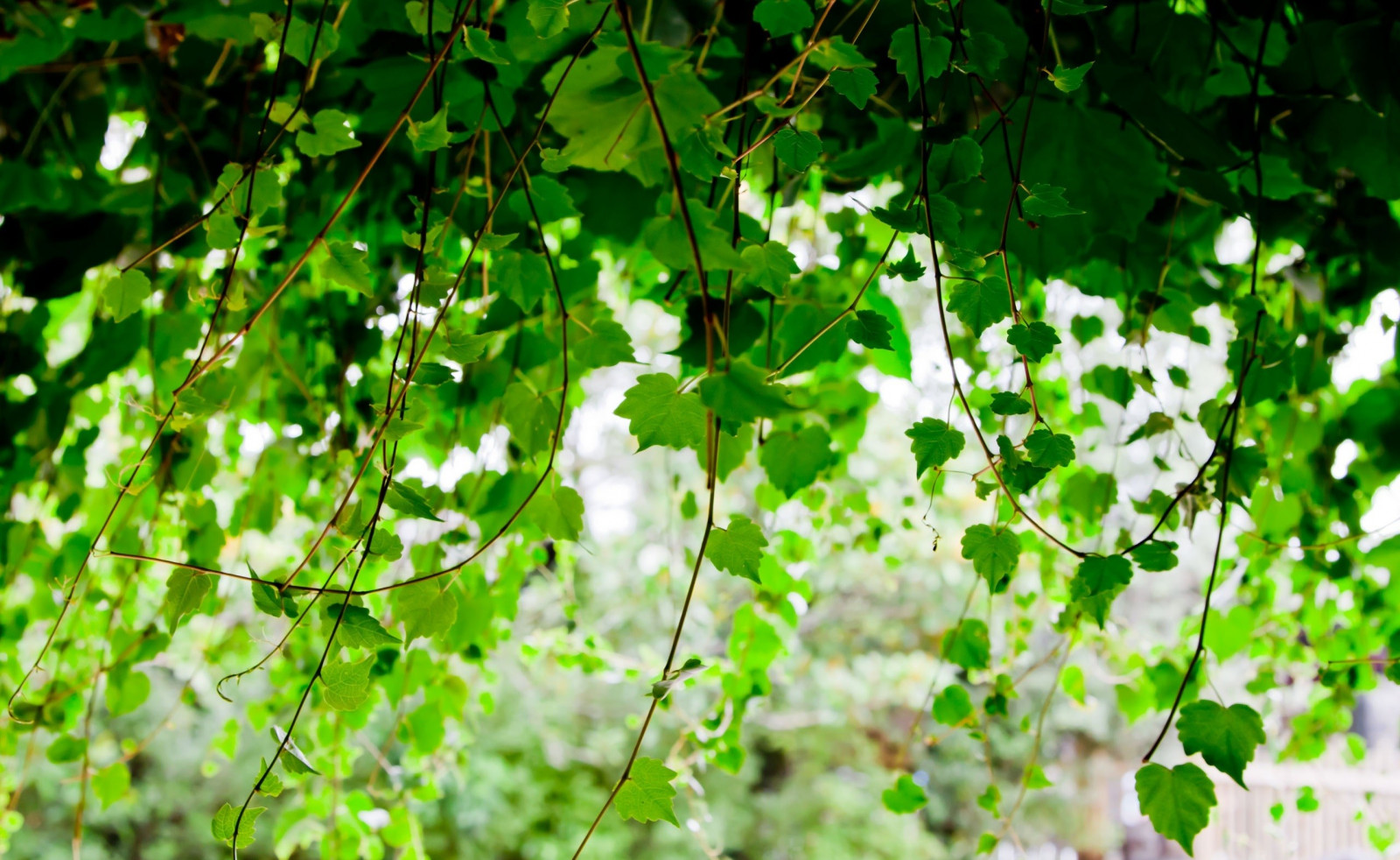 slunečnímu záření, les, listy, hloubka pole, Příroda, rostliny, fotografování, větev, zelená, květ, vinná réva, bříza, světlo, strom, podzim, list, květ, rostlina, flóra, zálesí, vyrobit, botanika, suchozemská rostlina, kvetoucí rostlina, dřevina, keř