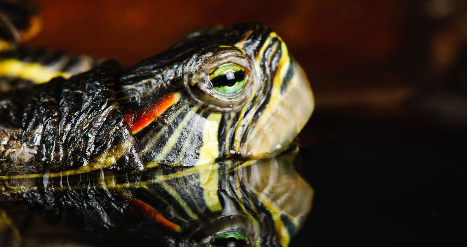 zvěř, makro, Volně žijících živočichů, želva, biologie, plaz, fauna, obratlovců, zblízka, makro fotografie, Emydidae