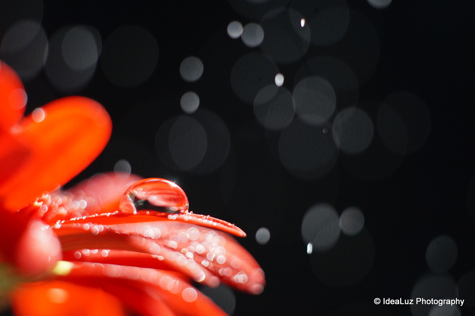 život, světlo, Červené, divoký, rostlina, Černá, květ, makro, odraz, Příroda, voda, květ, déšť, temný, plakát, eau, expozice, bokeh, Pozadí, Sony, ngc, Tubes, sen, sigma, pokles, pestík, okvětní lístek, Drobný, průhlednost, kapička, silný, zasněný, rozšíření, 60mm, zrcadlení, goutte, dešťová kapka, transparence, p tale, transluscent, nex, gouttelette, macrodream, macrodreams, flickrunitedaward, nex5t