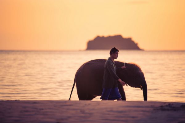 Asia,sea,fotomatom,Thailand,elephant,chang