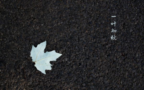 leaves,fall,ground