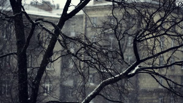 科,下雪,冬季,景深,阴沉