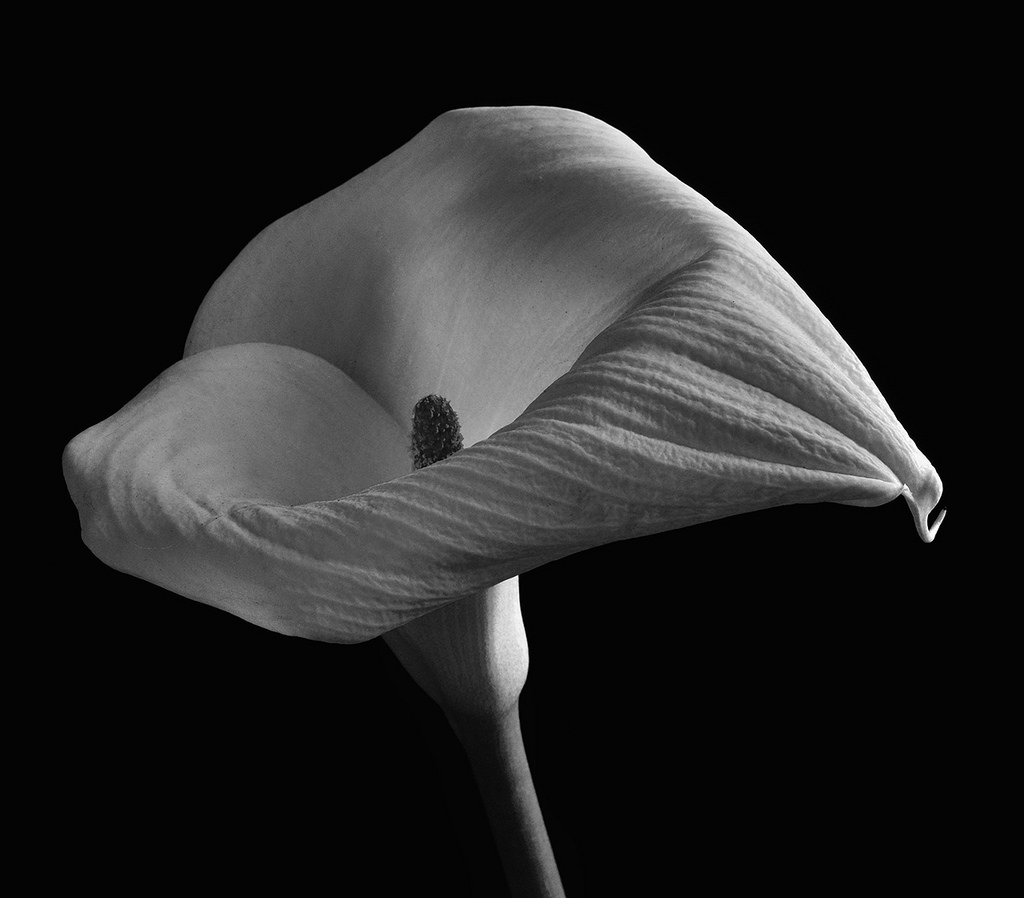 Wallpaper black and white, monochrome photography, flower, still life