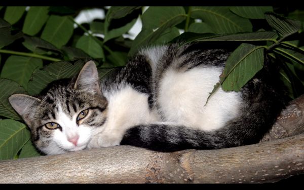 hojas,gato,bigotes,árbol,Ramas,gatito