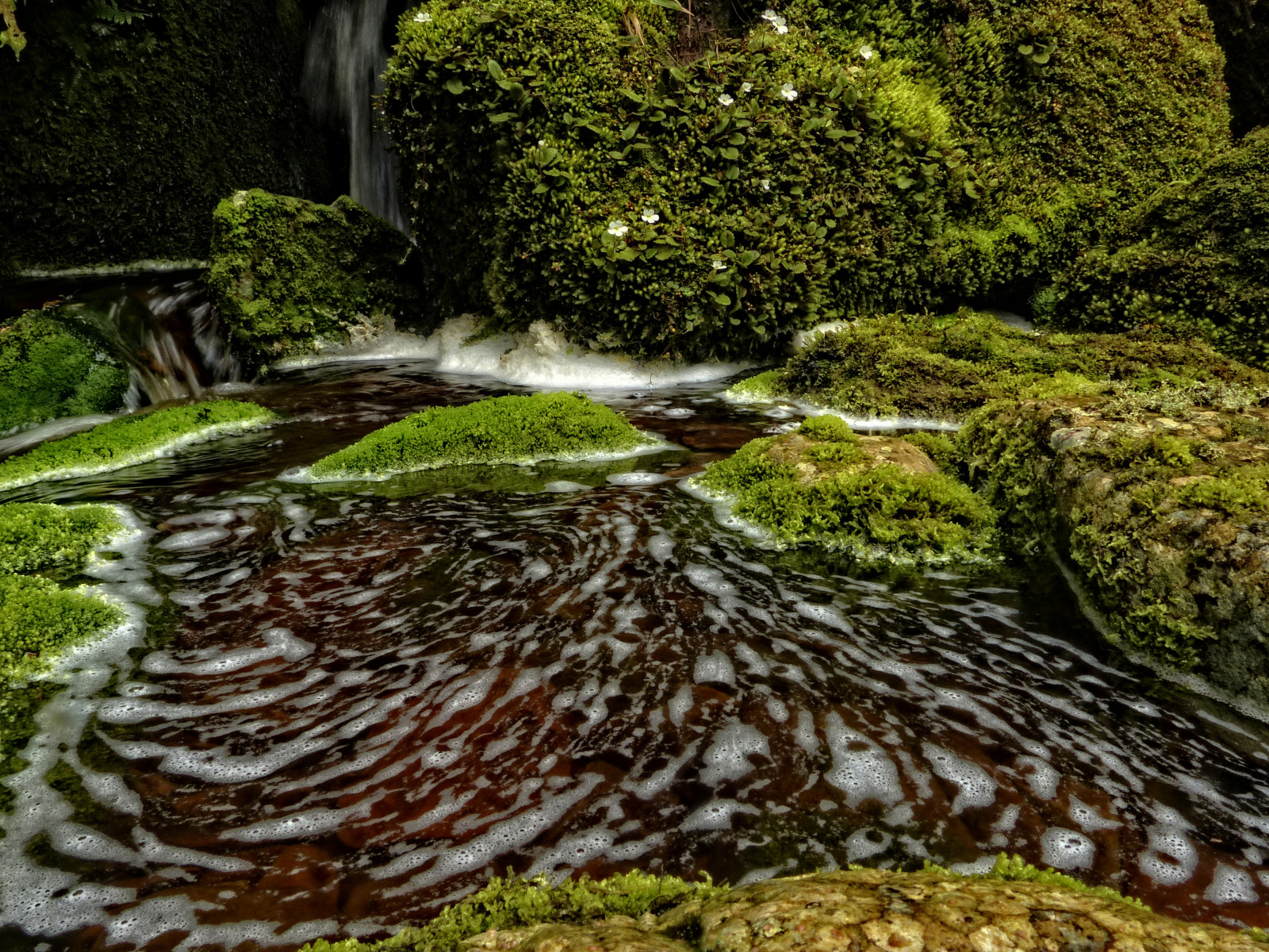 Wasser, Natur, Vegetation, Naturschutzgebiet, Wasserlauf, Pflanze, Strom, Moos, Landschaft, Nicht vaskuläre Landpflanze, Baum, Bach, Alter waldwald, Wald, Gras, Rock, Fluss, Wasser-Funktion, Bank, Wald
