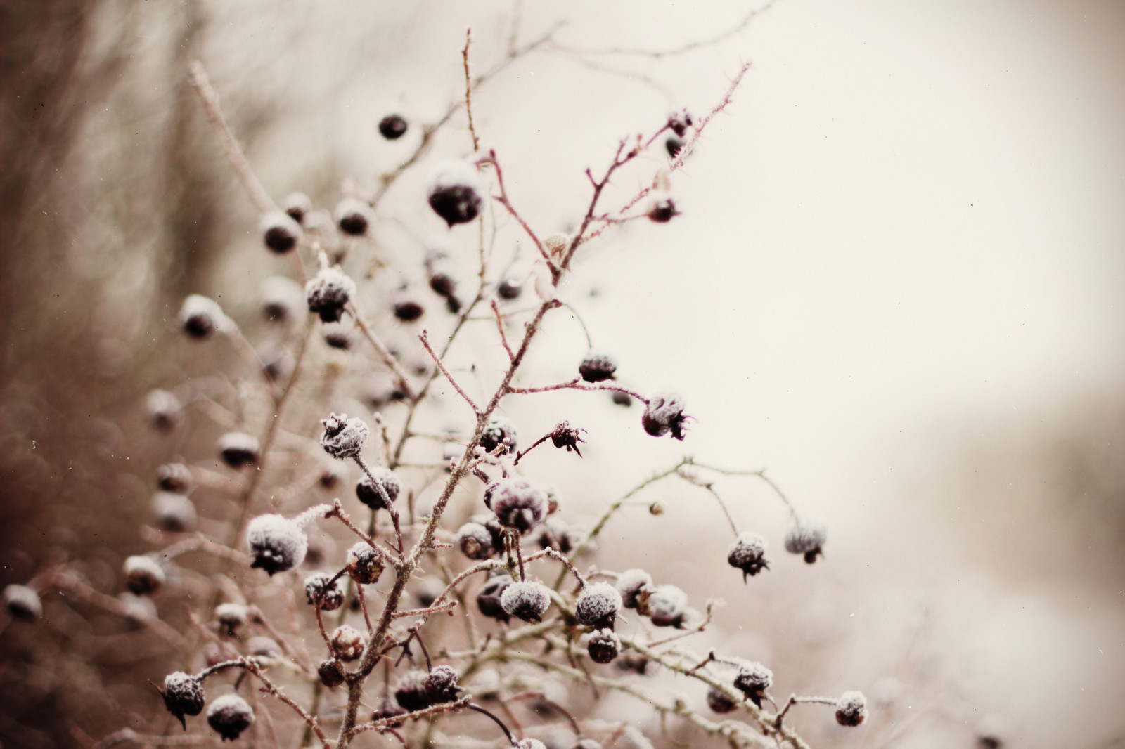 santa, Vánoce, Vánoce, sníh, film, led, slavnostní, Pavel, šťastný, 50mm, primární, zamrzlý, bailey, veselý, bílé Vánoce, Upravit, holidaysarecoming, tumblr, bazzerio