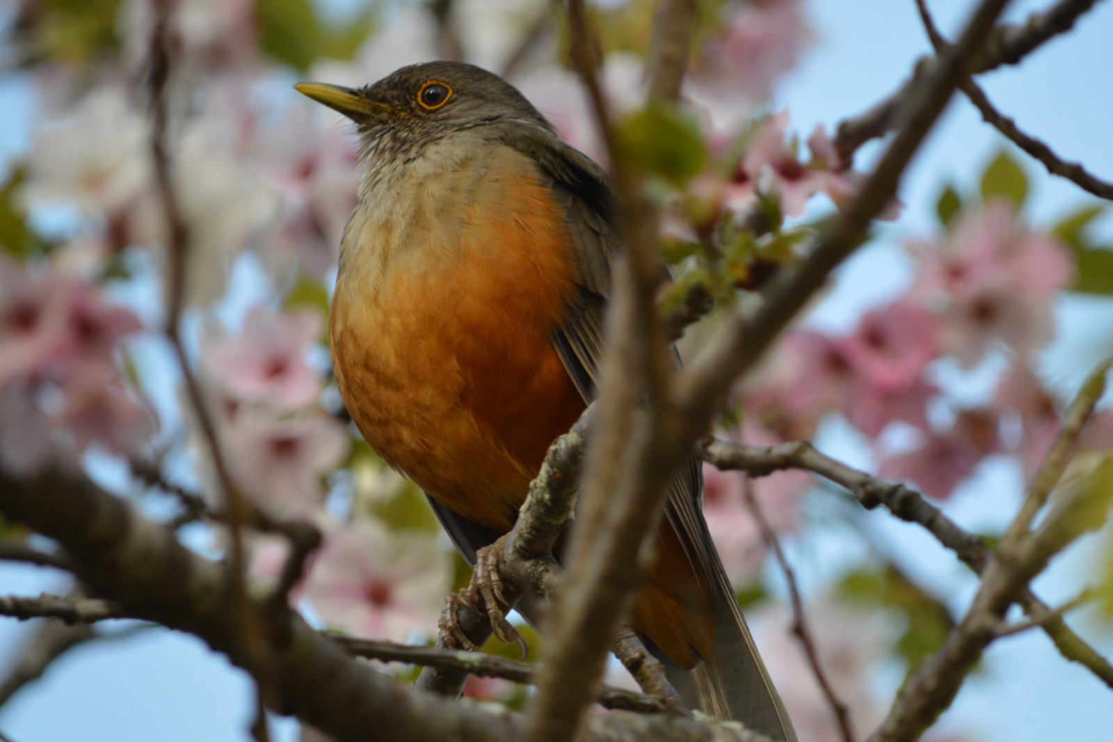 ptactvo, Příroda, větev, Volně žijících živočichů, jaro, zobák, podzim, list, květ, pták, pěnkava, sezóna, červenka, flóra, fauna, prohlížení pták, obratlovců, zblízka, červenka obecná, Lejskovití, 5120x3416 px