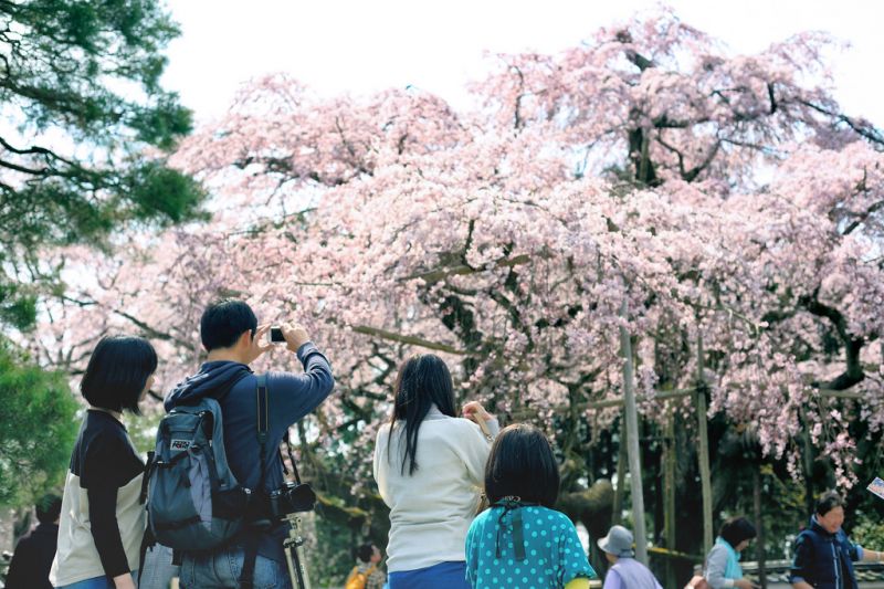 flower, plant, tree, cherry blossom, spring, blossom flower, plant, tree, cherry blossom, spring, blossom