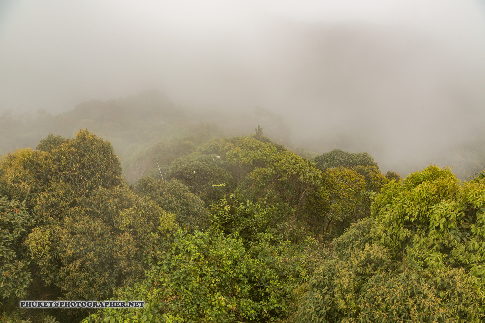 sollys, landskab, Skov, bakke, natur, bygning, græs, himmel, motorcykel, Mark, hus, Hotel, grøn, blå, morgen, tåge, udvej, te, Malaysia, jungle, Thailand, regnskov, ryg, Sky, træ, dyr, tåge, rejse, blad, bjerg, blomst, høj, udsigt, web, mig, net, vegetation, hjem, rejse, rejse, krydstogt, phuket, moto, Leathes, Cameron, højland, geo, phuketian, Kedah, stat, landdistrikt, levested, naturligt miljø, atmosfærisk fænomen, bjergrige landskabsformer, geografisk funktion